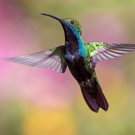 hummingbird optimal outcomes